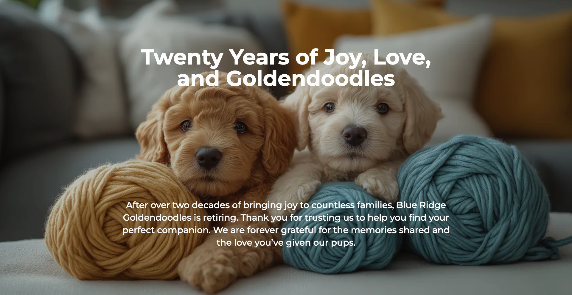 Blue Ridge Goldendoodle Puppies